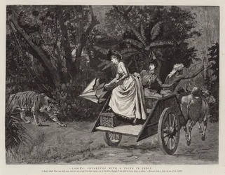 Damernas äventyr med en tiger i Indien